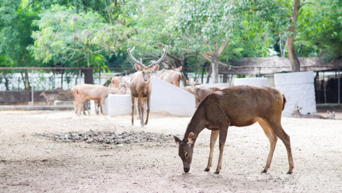 Sanjay Gandhi Biological Park